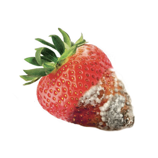 frigoriferi
